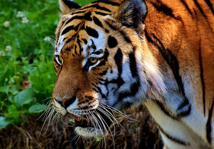 closeup photography of tiger at forest