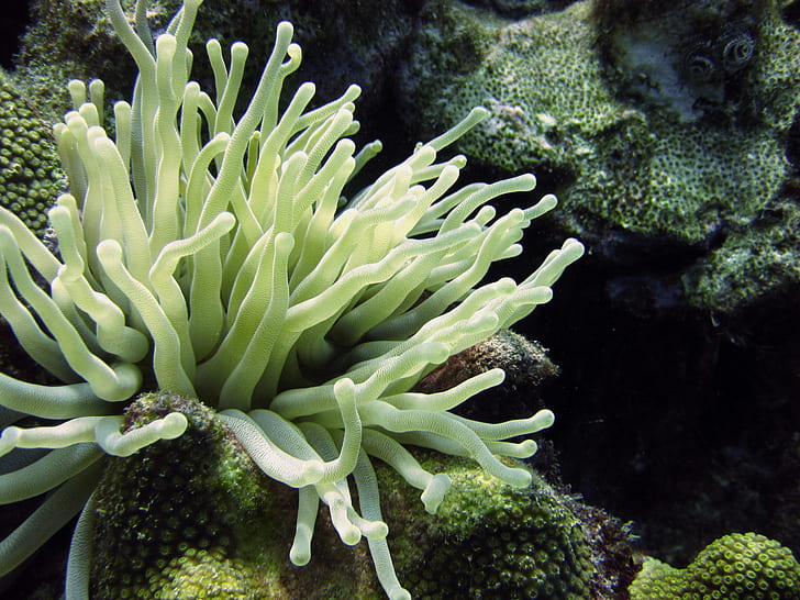 underwater white sea plant