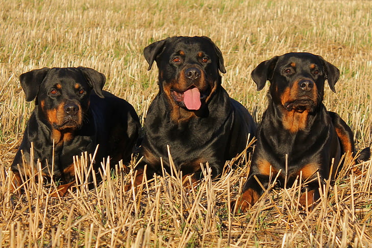 three adult mahogany Rottweilers laying on grass