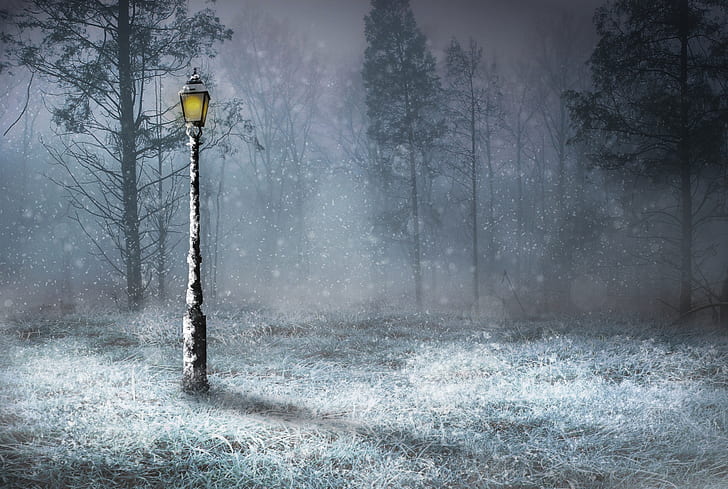 lamp post in forest