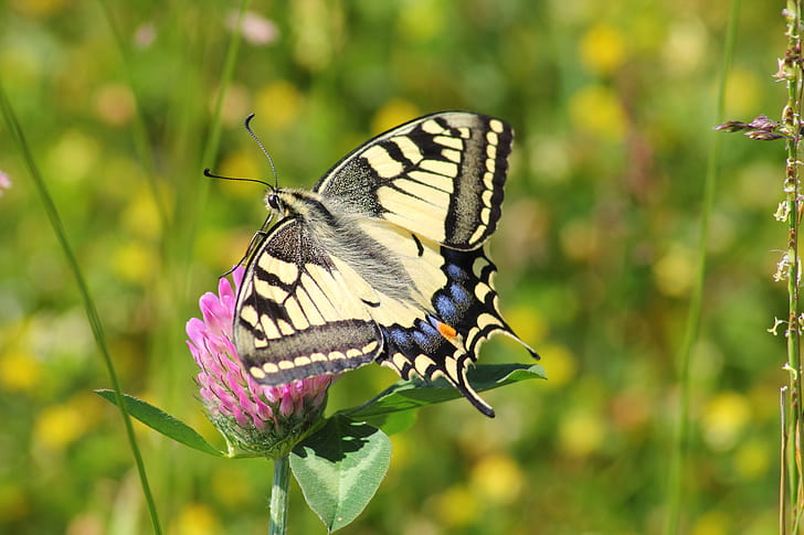 closeup photography of tiger swallowtail butterfly