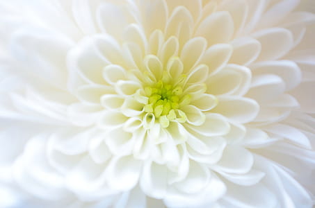 close photo of white petaled flower