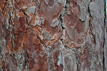 brown wood bark