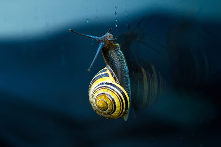 brown and black snail