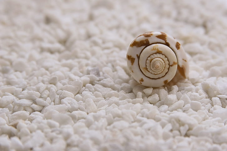 white and brown seashell on white textile