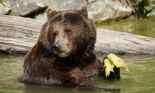 photography of brown bear