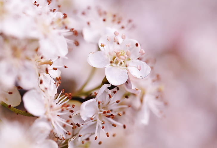 bokeh photography of white blossoms