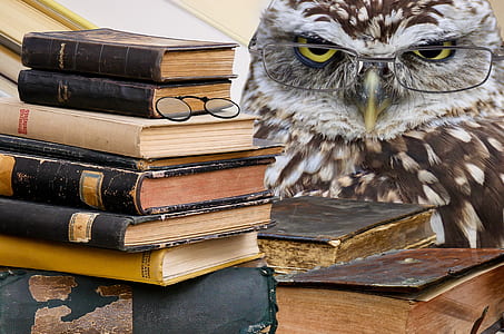 brown owl beside stack of books