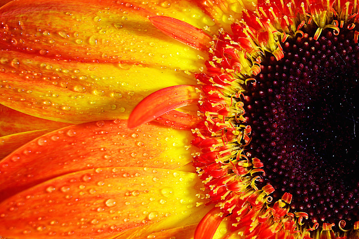 Macro shot of a vibrantly coloured Gerbera flower