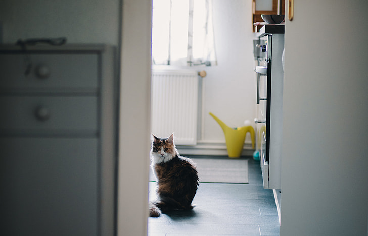 brown and white fur cat near refrigerator