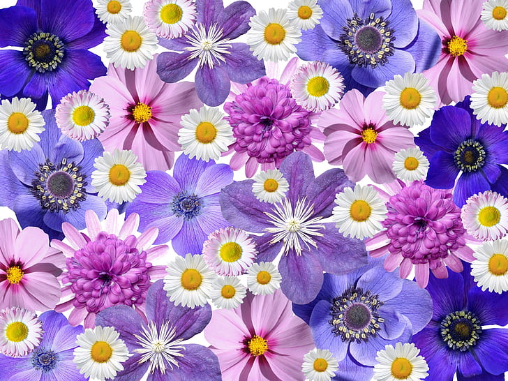 pink and blue daisy flowers with purple anemone flowers