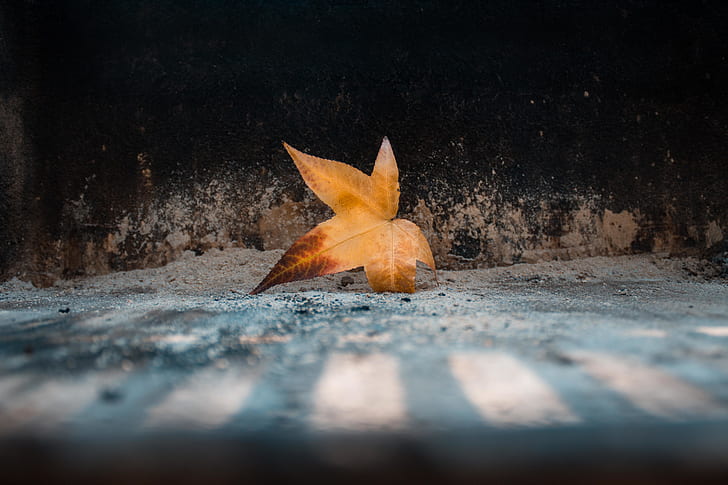orange leaf on ground