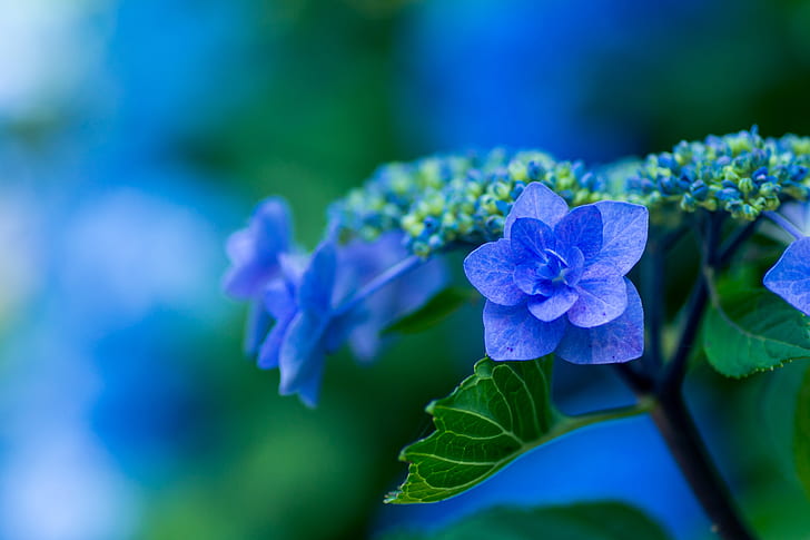blue lacecap hydrangeas in bloom at daytime