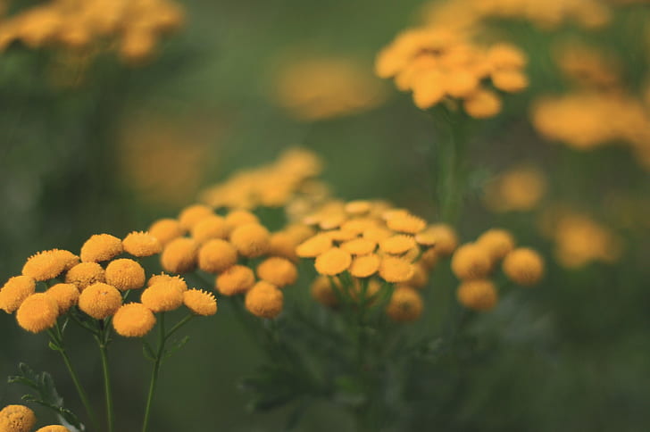 Selective-focus Photography of Yellow Flowers