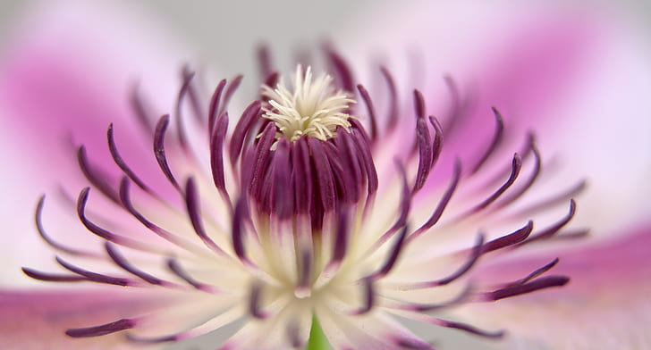 purple flower pollen selective focus photography