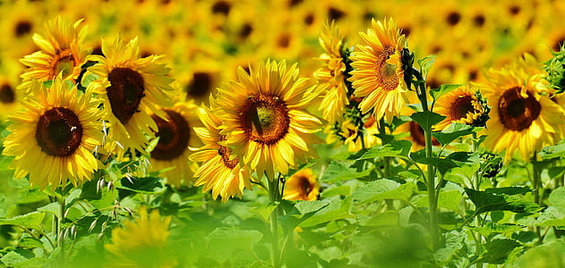 macro photography of sunflowers under sunny sky