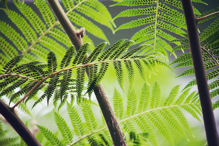 closeup photo of green leaf plants