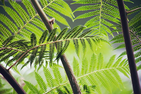 closeup photo of green leaf plants