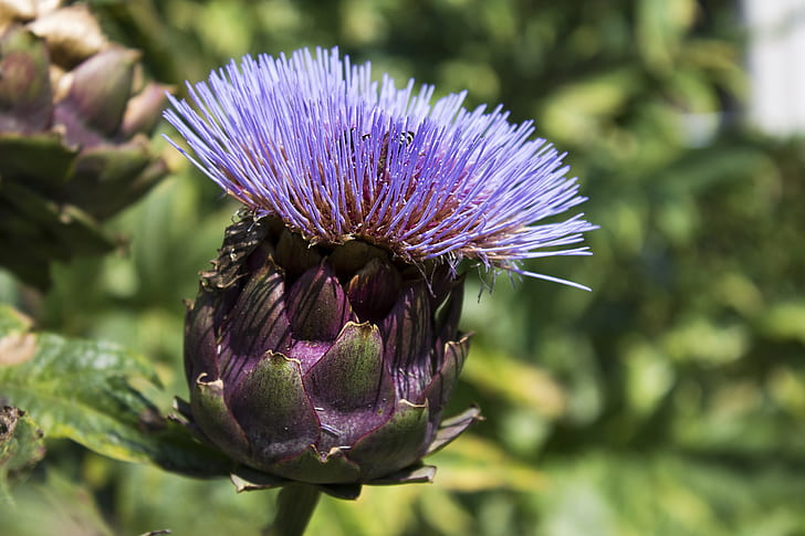 purple thistle flower in closeup photography