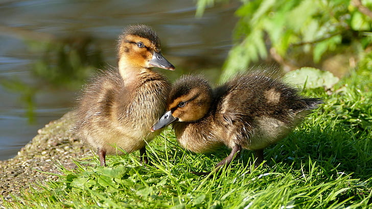 two brown ducks on grass field