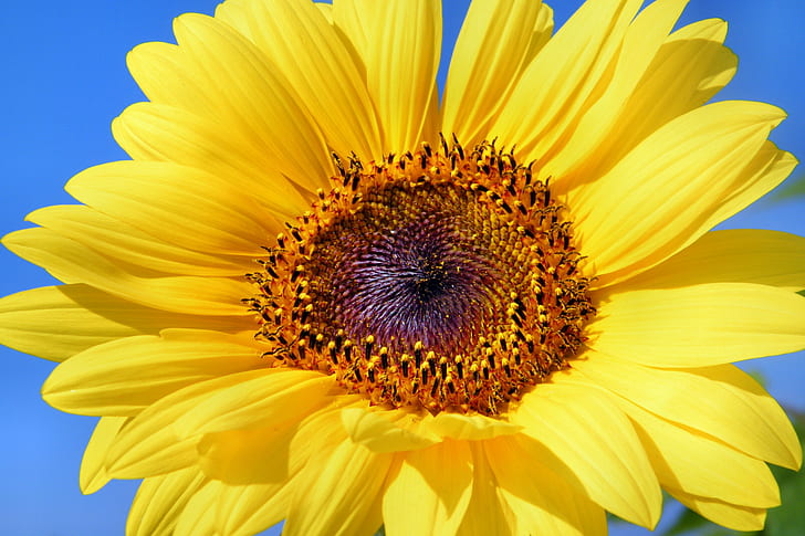 yellow and brown sunflower