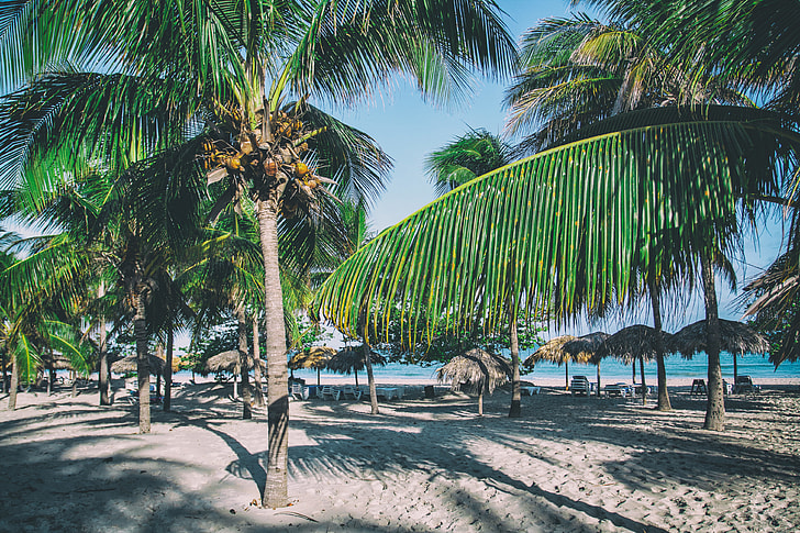 A perfect Caribbean beach with palm trees, image captured in Varadero, Cuba