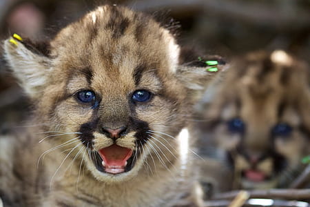 macro photography of brown cub