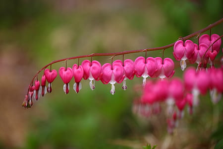 pink bleeding hearts flowers in selective focus photography