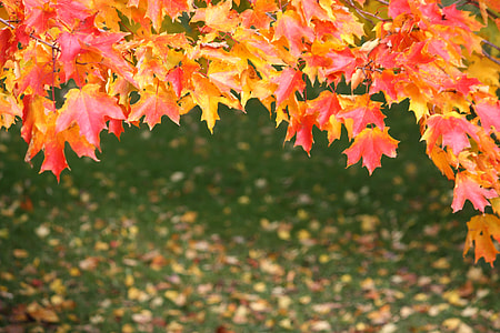 orange and pink maple leaves