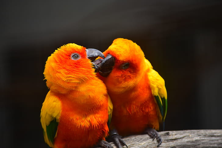 shallow focus photography of two yellow-orange birds