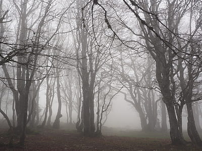 photo of lifeless trees with fog