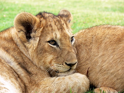 photo of female lion during daylight