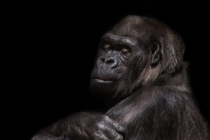 black Gorilla photography with black background