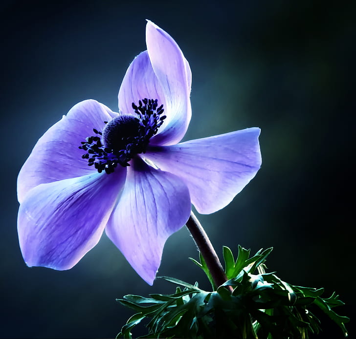 purple poppy in bloom close-up photo