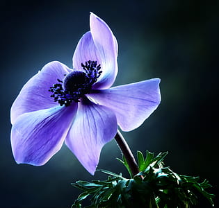 purple poppy in bloom close-up photo