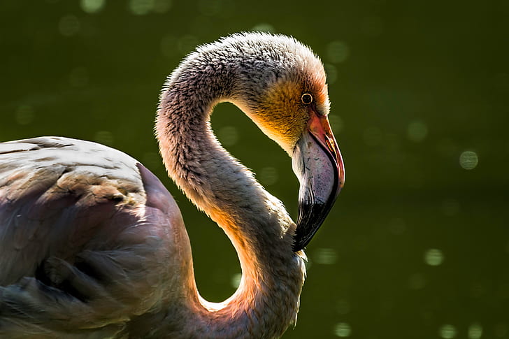 white flamingo selective focus photo