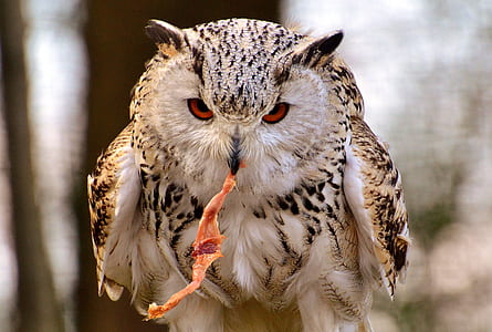 brown, white, and black barn owl eating meat