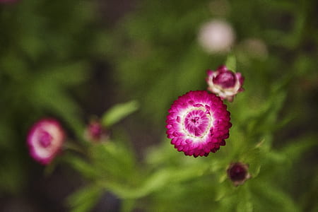 Selective Focus Photography of Pink Petaled Flowers