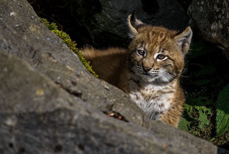 Young, Lynx, Lynx, Predator, Wildcat, Cat, young lynx