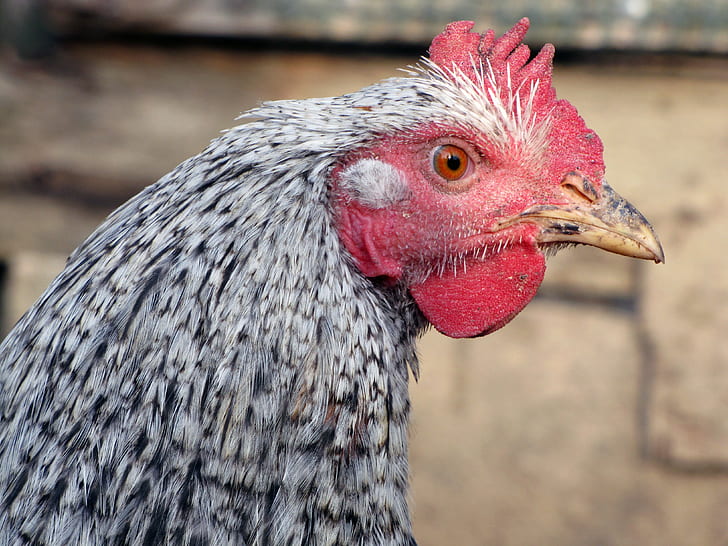gray and red rooster close-up photography