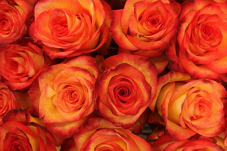 Closeup shot of red rose flowers