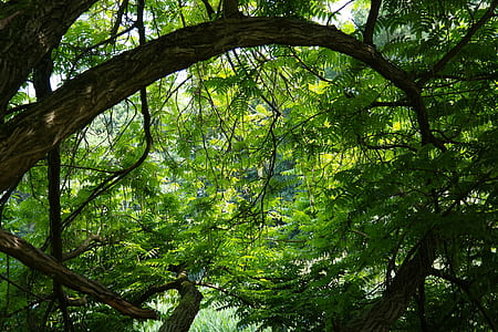 green leafy tree at daytime