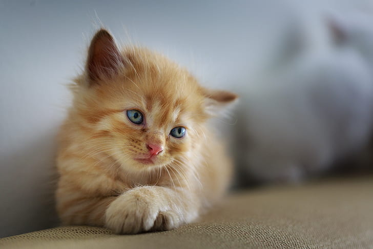 shallow focus photography of orange Tabby kitten
