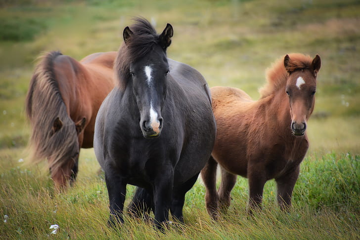 shallow focus photography of black horse between two brown horses on green grass field
