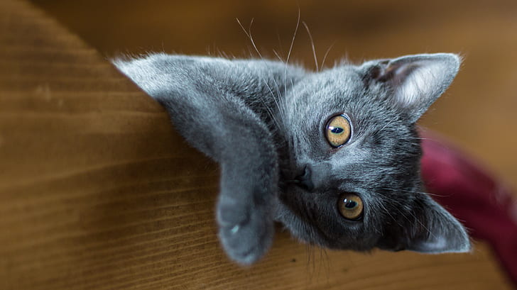 gray kitten on brown wooden panel