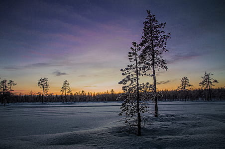 photo of trees covered on snow during twilight