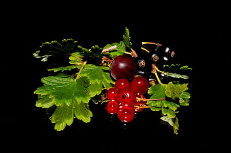 close up photo of red currant in black background