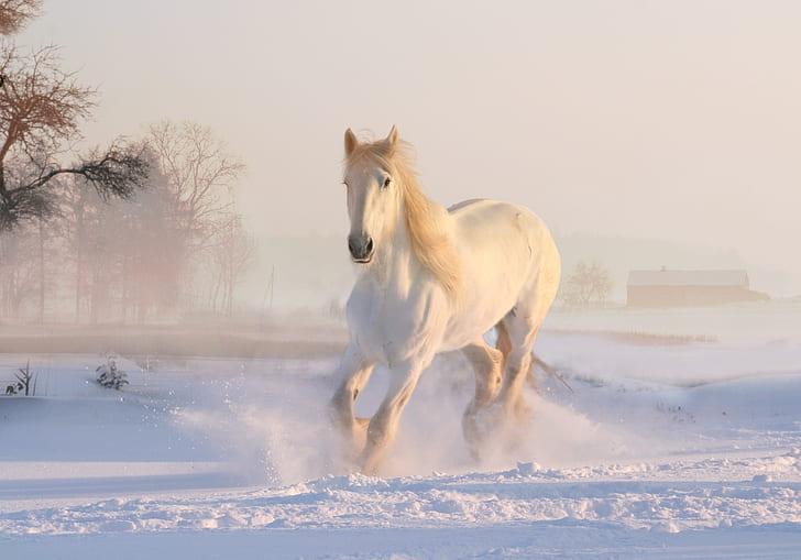 white horse running on the snow