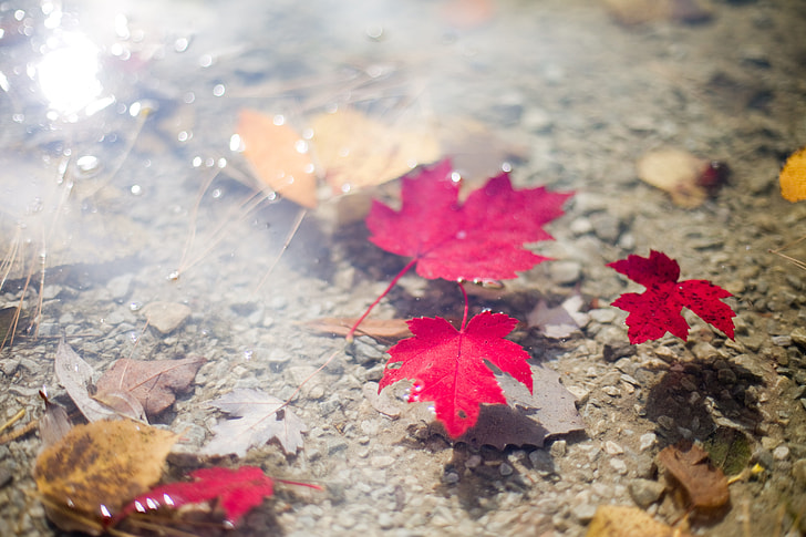 red maple leafs floating on calm body of water during daytime