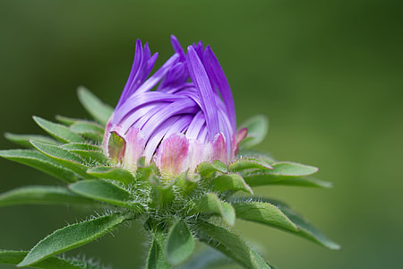 selective photograph of purple petaled flower